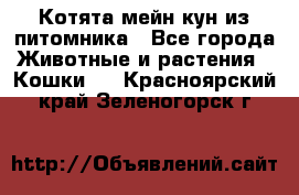 Котята мейн-кун из питомника - Все города Животные и растения » Кошки   . Красноярский край,Зеленогорск г.